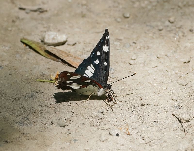 Blauwe IJsvogelvlinder / Southern White Admiral