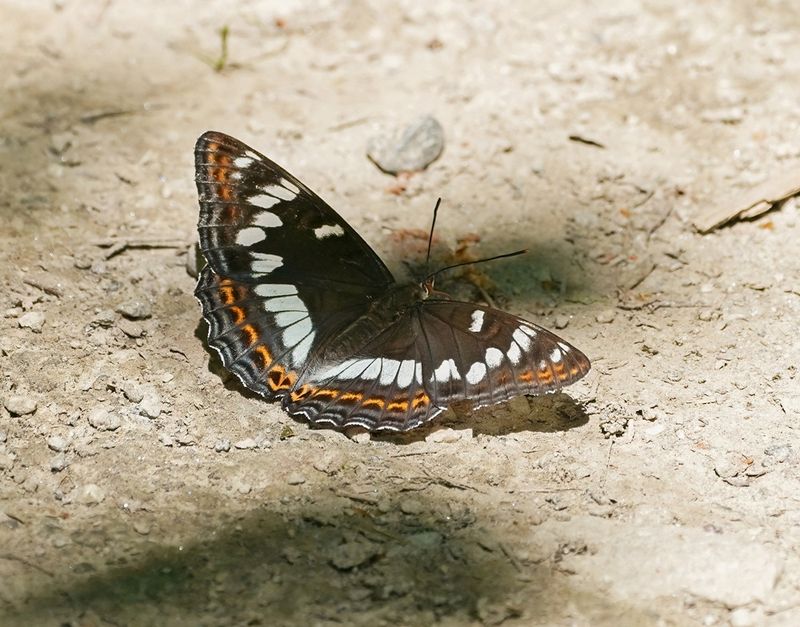 Grote IJsvogelvlinder / Poplar Admiral
