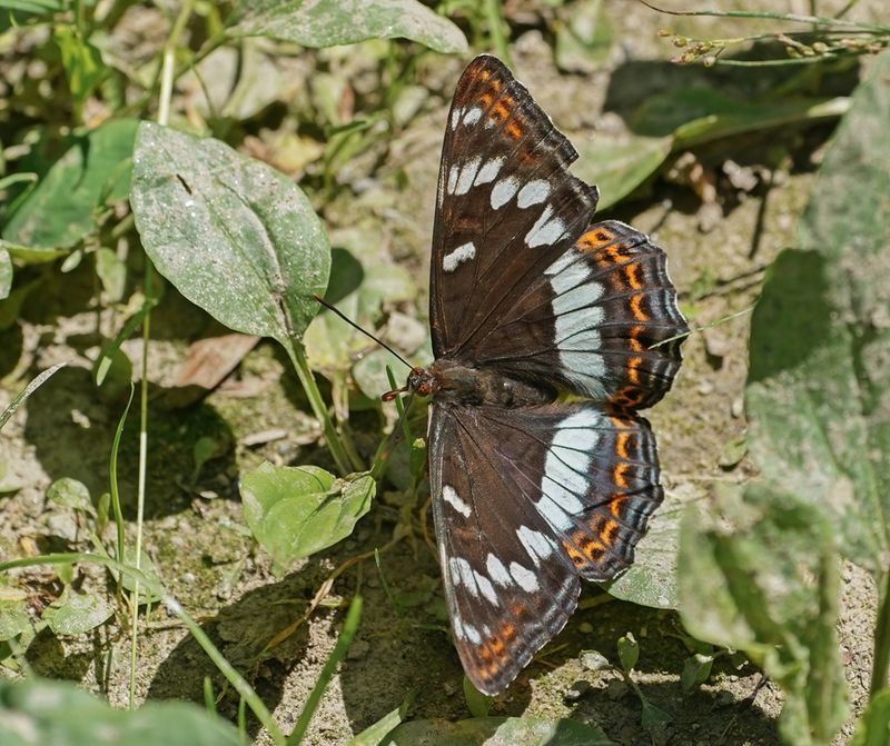 Grote IJsvogelvlinder / Poplar Admiral