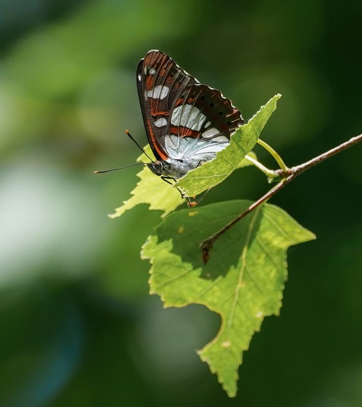 Blauwe IJsvogelvlinder / Southern White Admiral