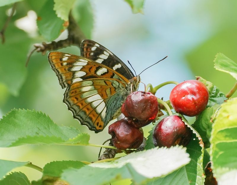 Grote IJsvogelvlinder / Poplar Admiral
