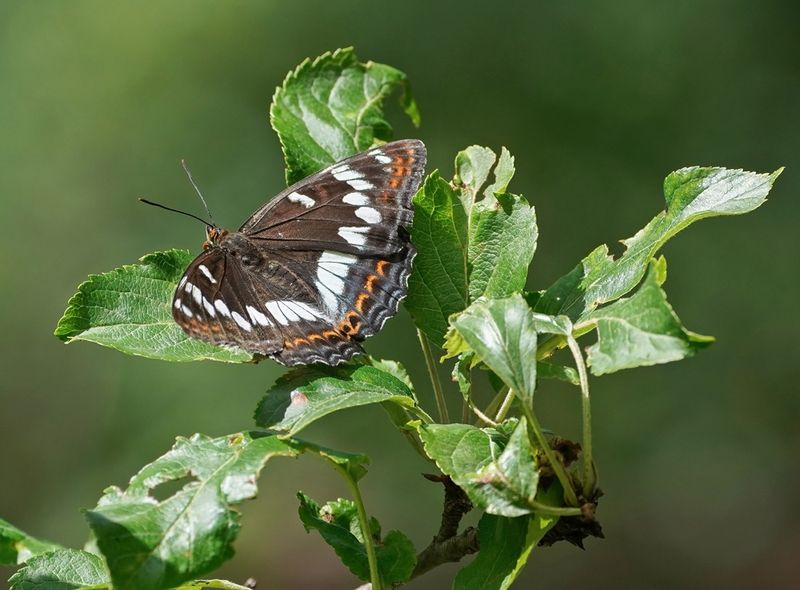 Grote IJsvogelvlinder / Poplar Admiral