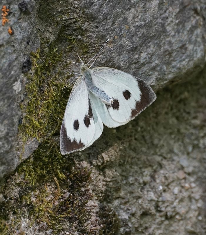 Groot Koolwitje / Large White