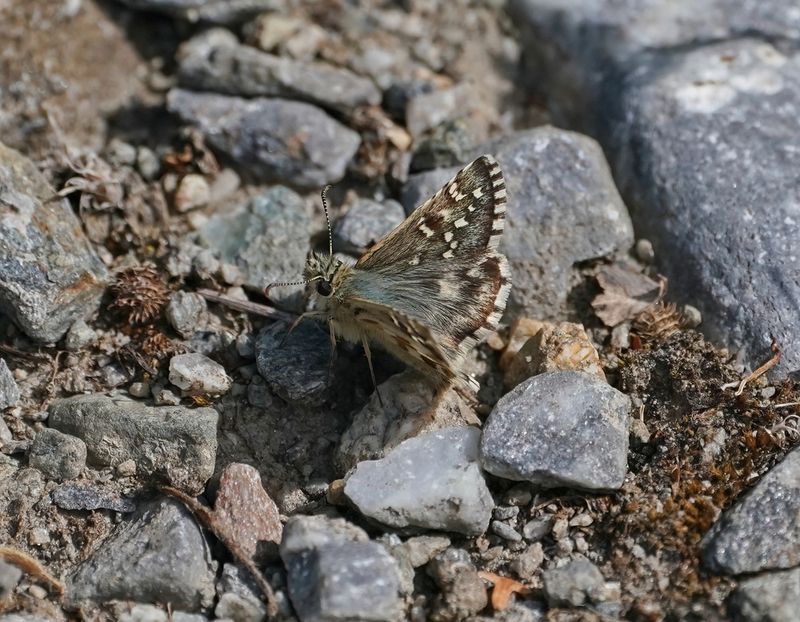 Aambeeldspikkeldikkopje / Rosy Grizzled Skipper