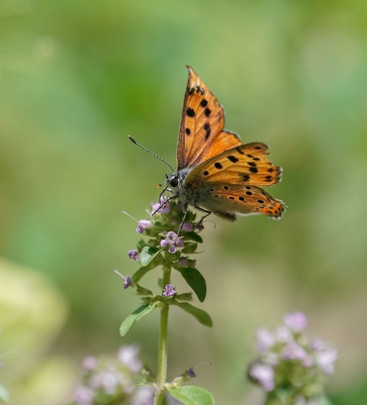 Violette Vuurvlinder / Purple-Shot Copper