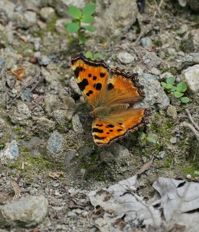 Grote Vos / Large Tortoiseshell