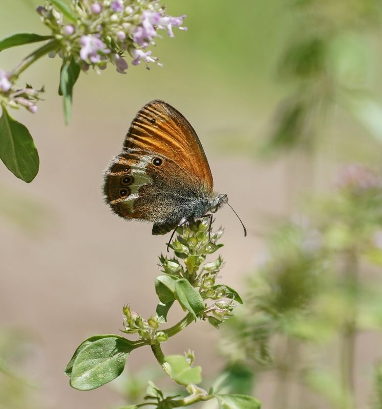 Tweekleurig Hooibeestje / Pearly Heath 