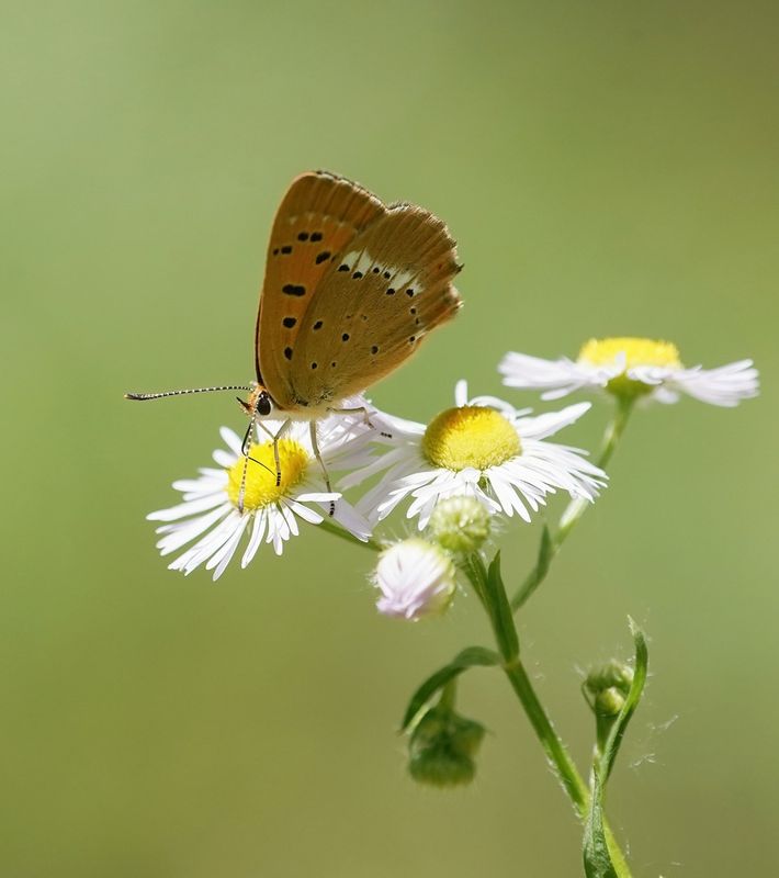 Morgenrood / Scarce copper