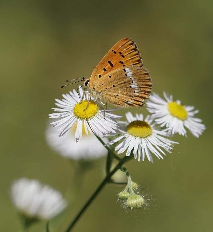 Morgenrood / Scarce copper