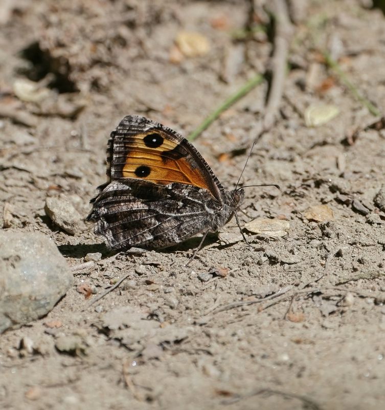 Heivlinder / Grayling