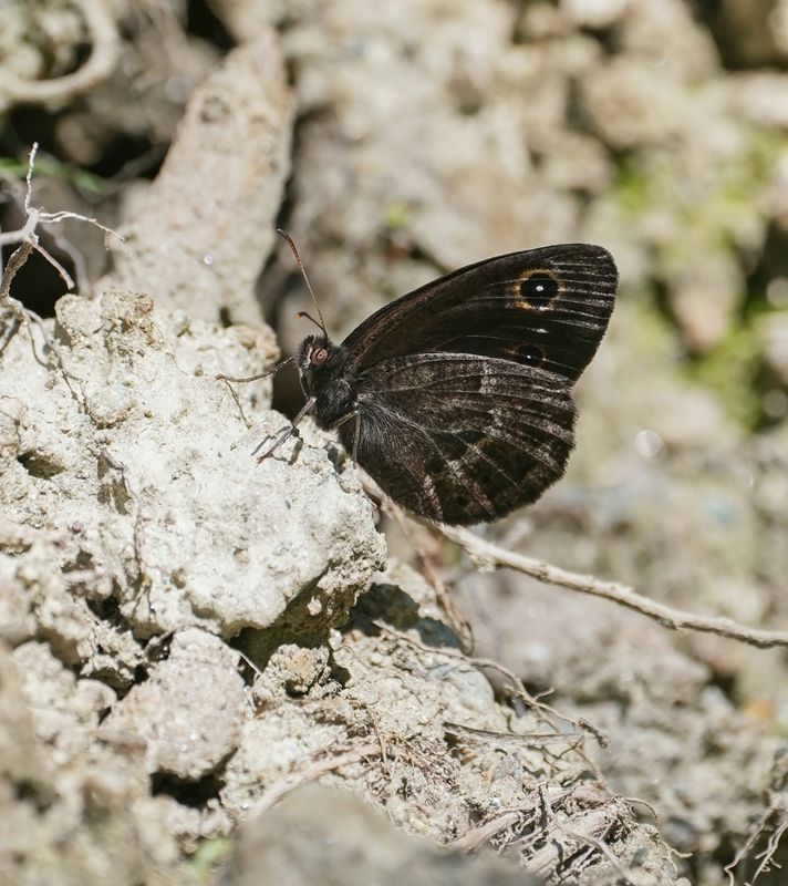 Groot Saterzandoog / Great Sooty Satyr