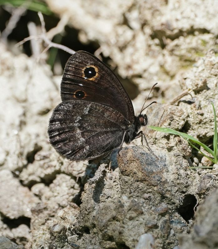 Groot Saterzandoog / Great Sooty Satyr