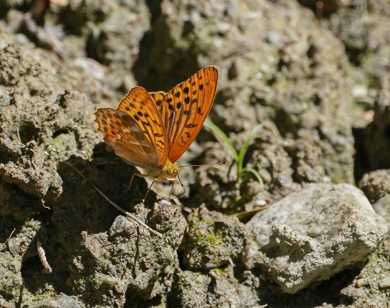Keizersmantel / Silver-washed Fritillary