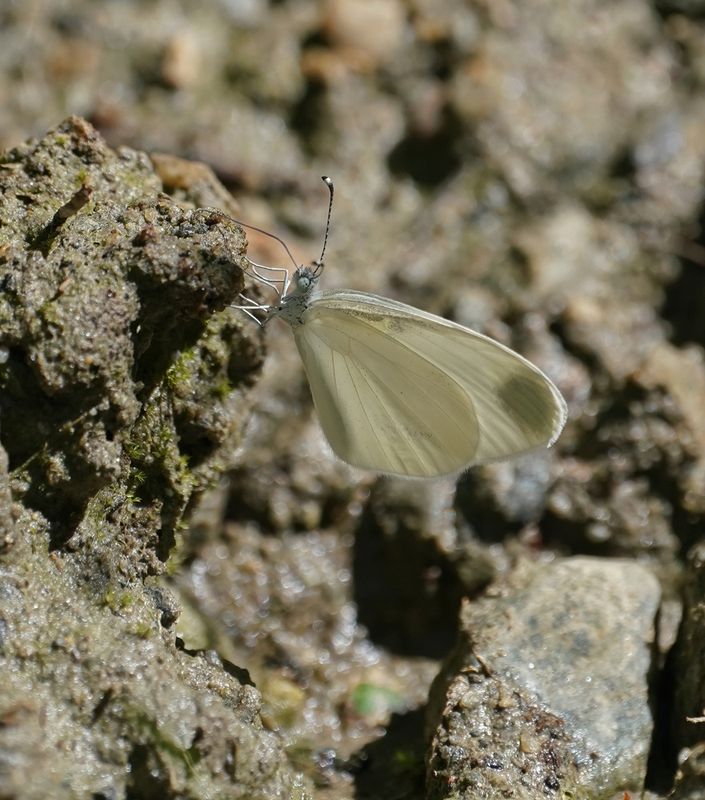 Boswitje / Wood White