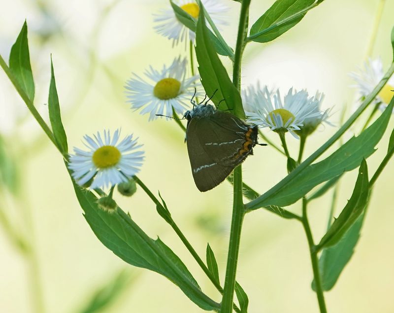Iepenpage / White-letter Hairstreak