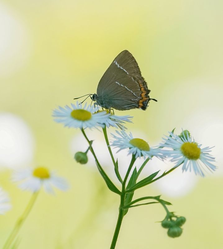 Iepenpage / White-letter Hairstreak