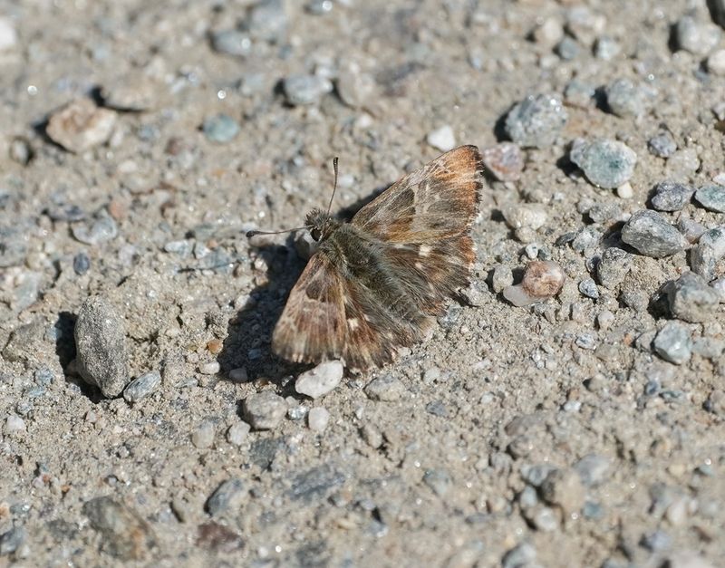 Pluimdikkopje / Tufted Marbled Skipper