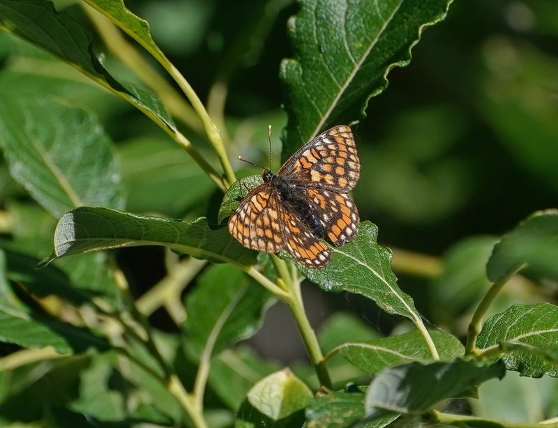 Oranjebonte Parelmoervlinder / Asian Fritillary