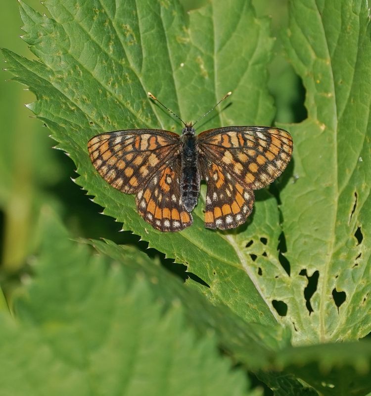 Oranjebonte Parelmoervlinder / Asian Fritillary