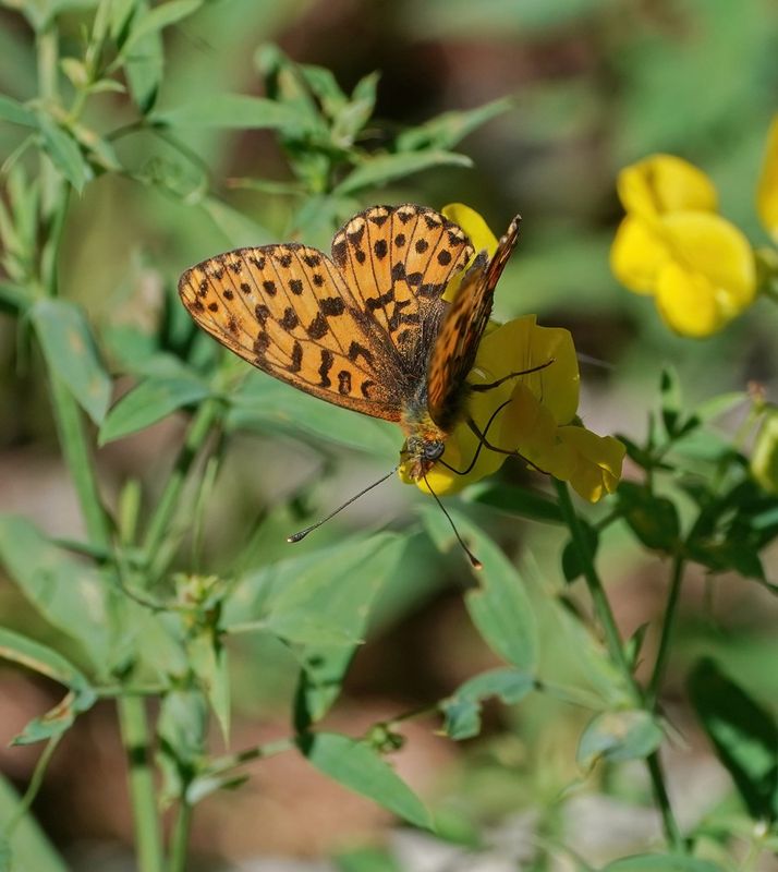Zilvervlek / Pearl-bordered Fritillary