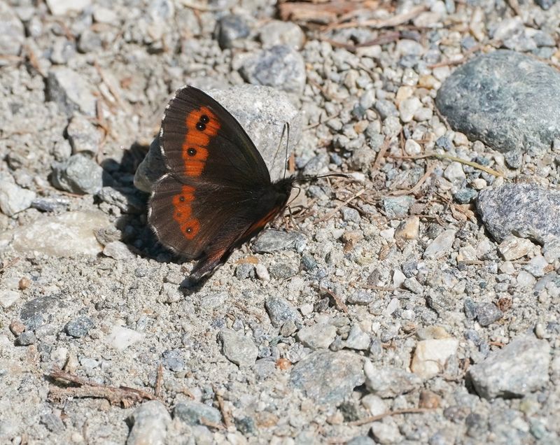Grote Erebia / Large Ringlet