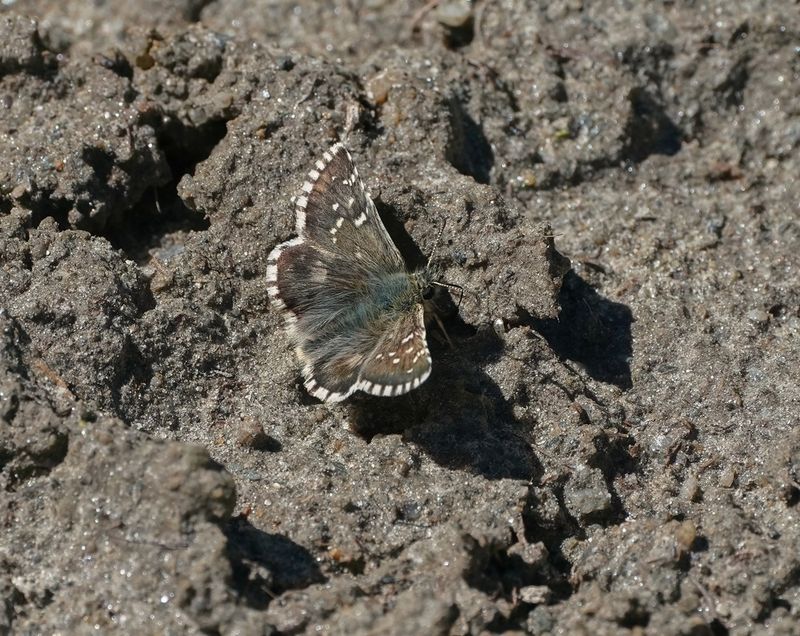 Westelijk Spikkeldikkopje / Carline Skipper