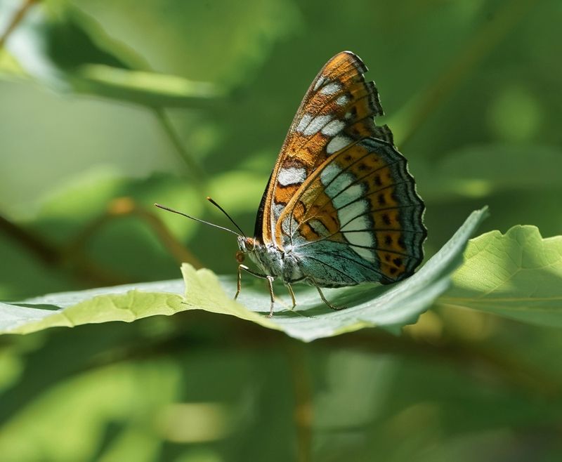 Grote IJsvogelvlinder / Poplar Admiral