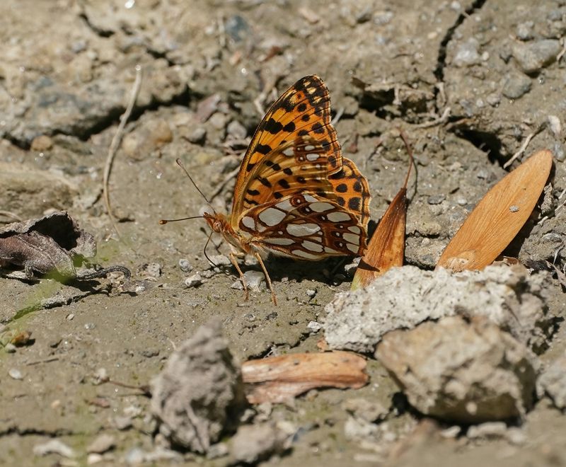 Kleine Parelmoervlinder / Queen of Spain Fritillary