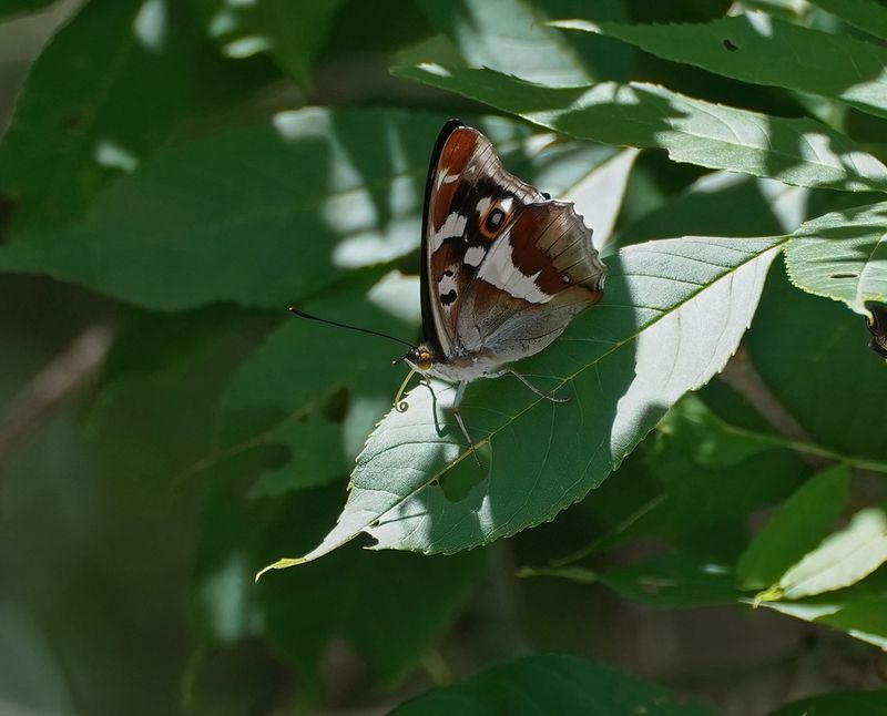 Grote Weerschijnvlinder / Purple Emperor