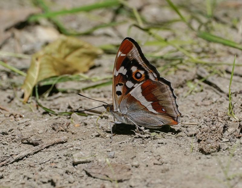 Grote Weerschijnvlinder / Purple Emperor