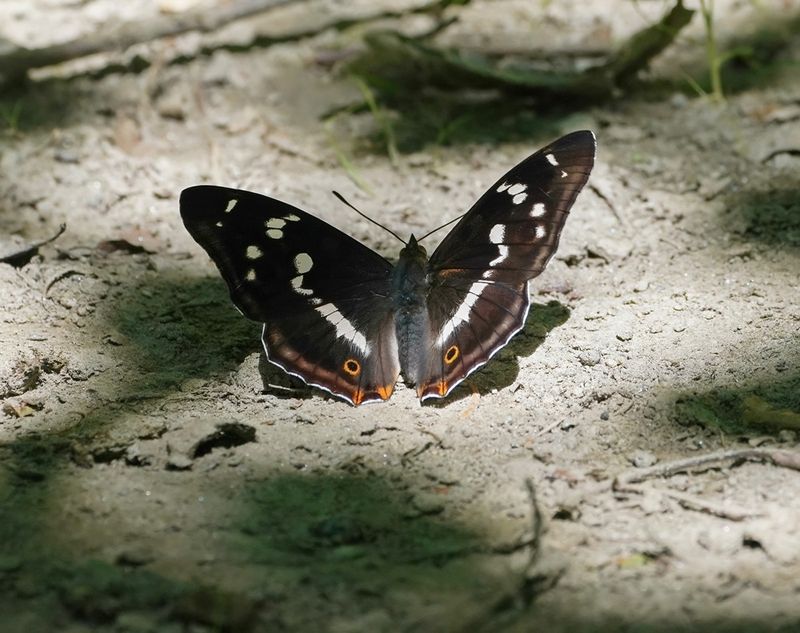 Grote Weerschijnvlinder / Purple Emperor