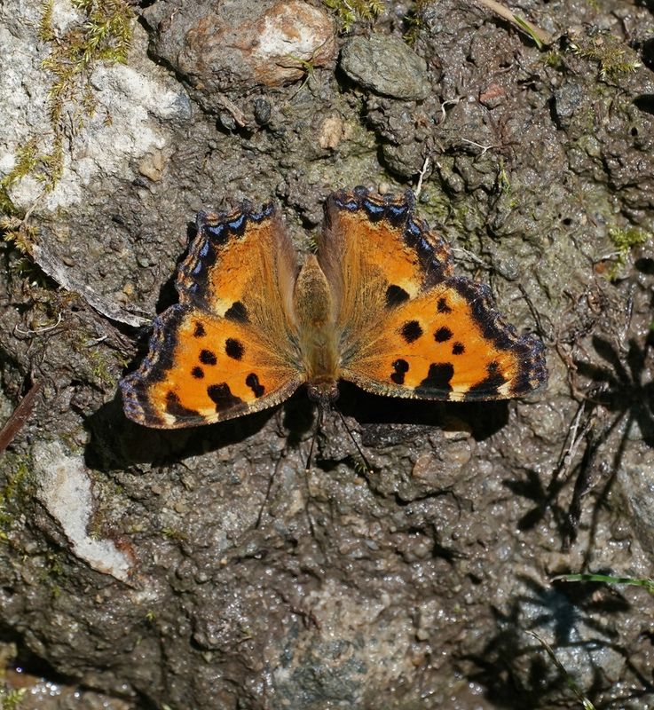 Grote Vos / Large Tortoiseshell