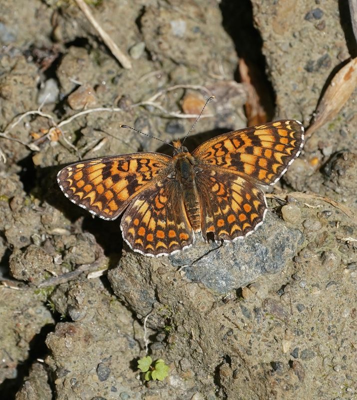 Knoopkruidparelmoervlinder / Knapweed Fritillary