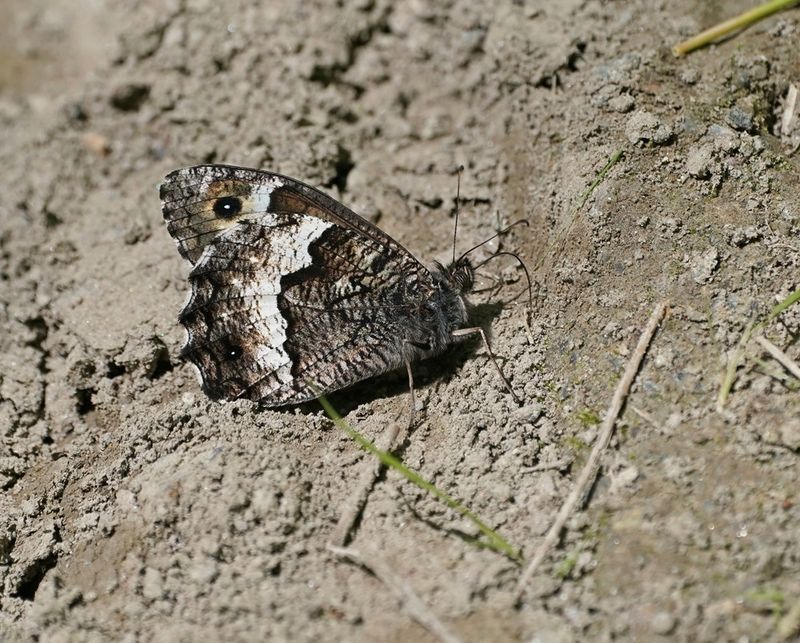 Zwitserse Boswachter / Lesser Rock Grayling