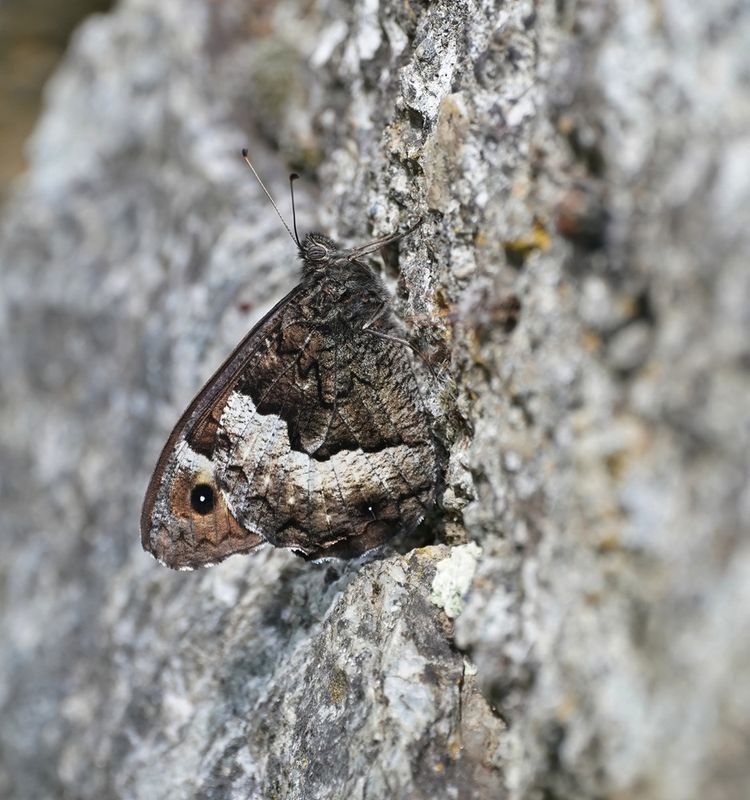 Zwitserse Boswachter / Lesser Rock Grayling