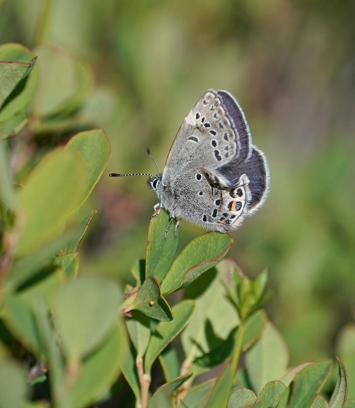 Veenbesblauwtje / Cranberry Blue