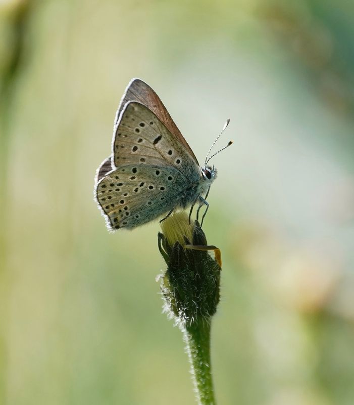Rode Vuurvlinder f.eurydame / Purple-edged Copper f.eurydame