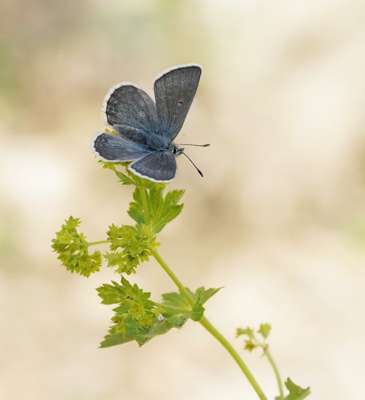 Noordelijk Mansschildblauwtje / Arctic Blue or Glandon Blue