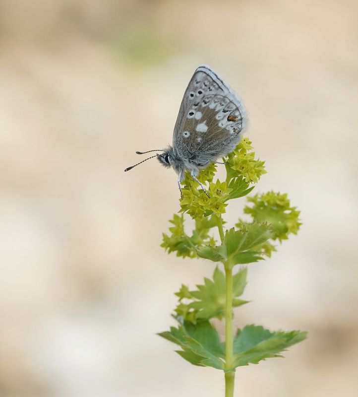 Noordelijk Mansschildblauwtje / Arctic Blue or Glandon Blue