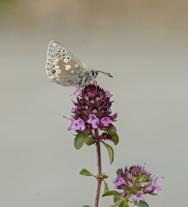 Noordelijk Mansschildblauwtje / Arctic Blue or Glandon Blue