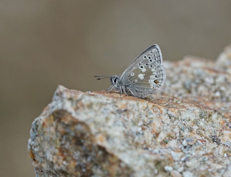 Noordelijk Mansschildblauwtje / Arctic Blue or Glandon Blue