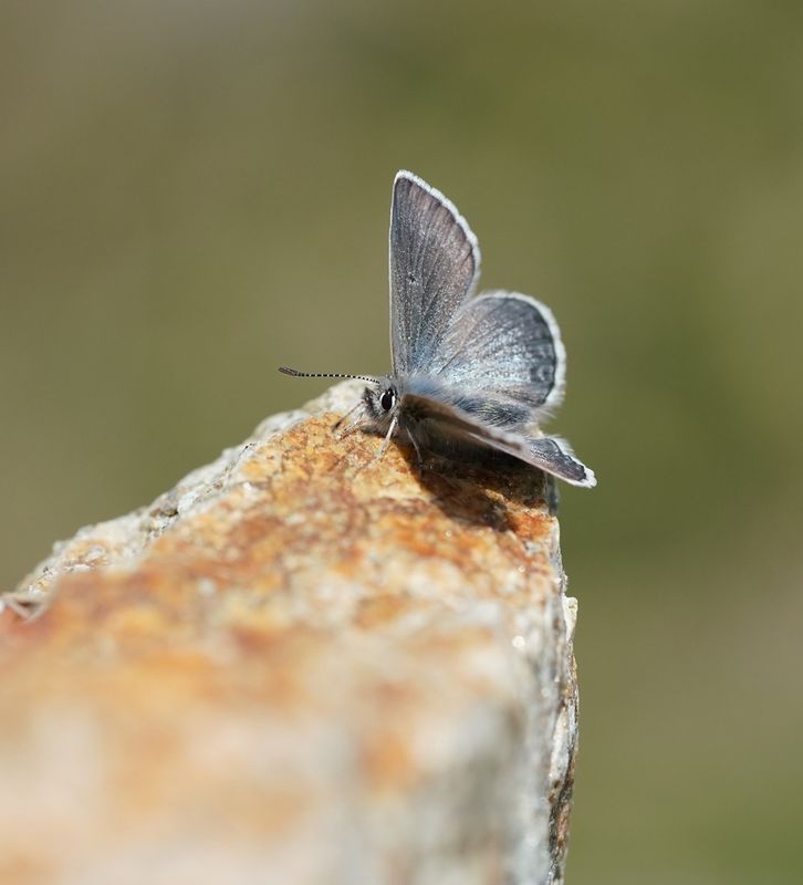 Noordelijk Mansschildblauwtje / Arctic Blue or Glandon Blue