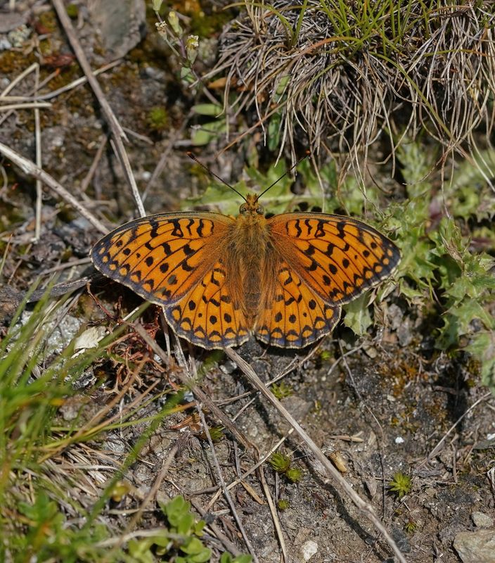 Duinparelmoervlinder / Niobe Fritillary