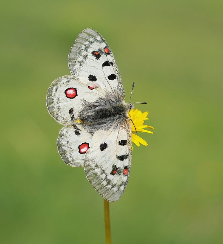 Kleine Apollovlinder / Small Apollo