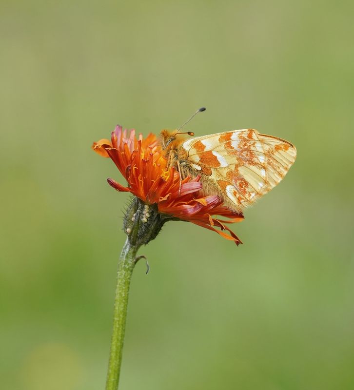 Herdersparelmoervlinder / Shepherds Fritillary