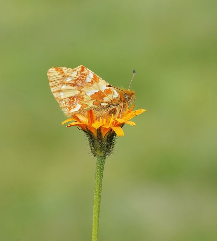 Herdersparelmoervlinder / Shepherds Fritillary