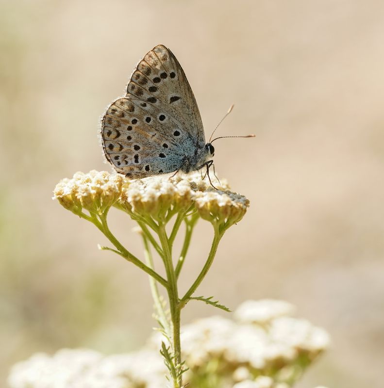 Groot Tragantblauwtje / Eschers Blue