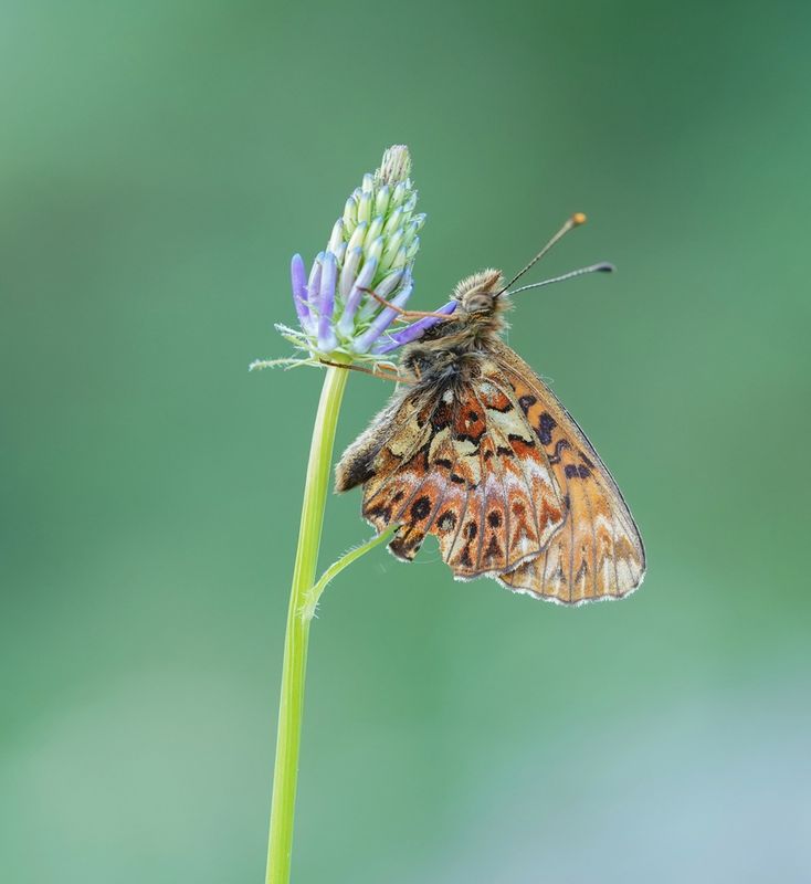 Titanias Parelmoervlinder / Titanias Fritillary