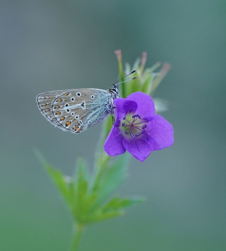 Zwart Blauwtje / Geranium Argus