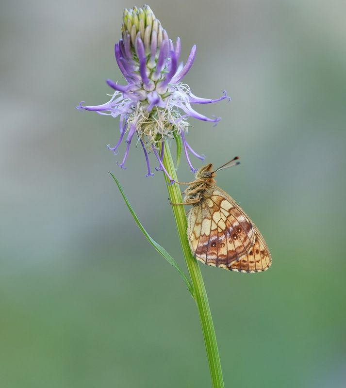 Purperstreepparelmoervlinder / Lesser Marbled Fritillary